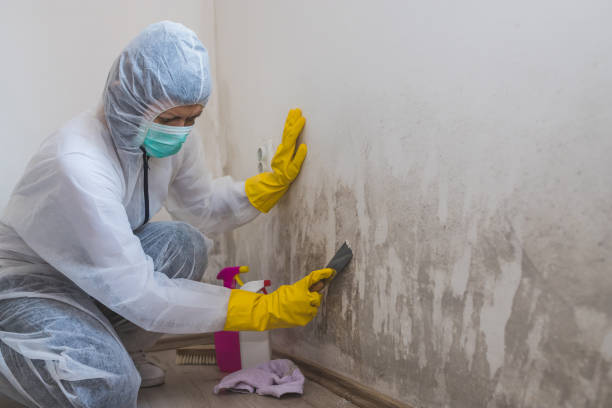 Mold Remediation